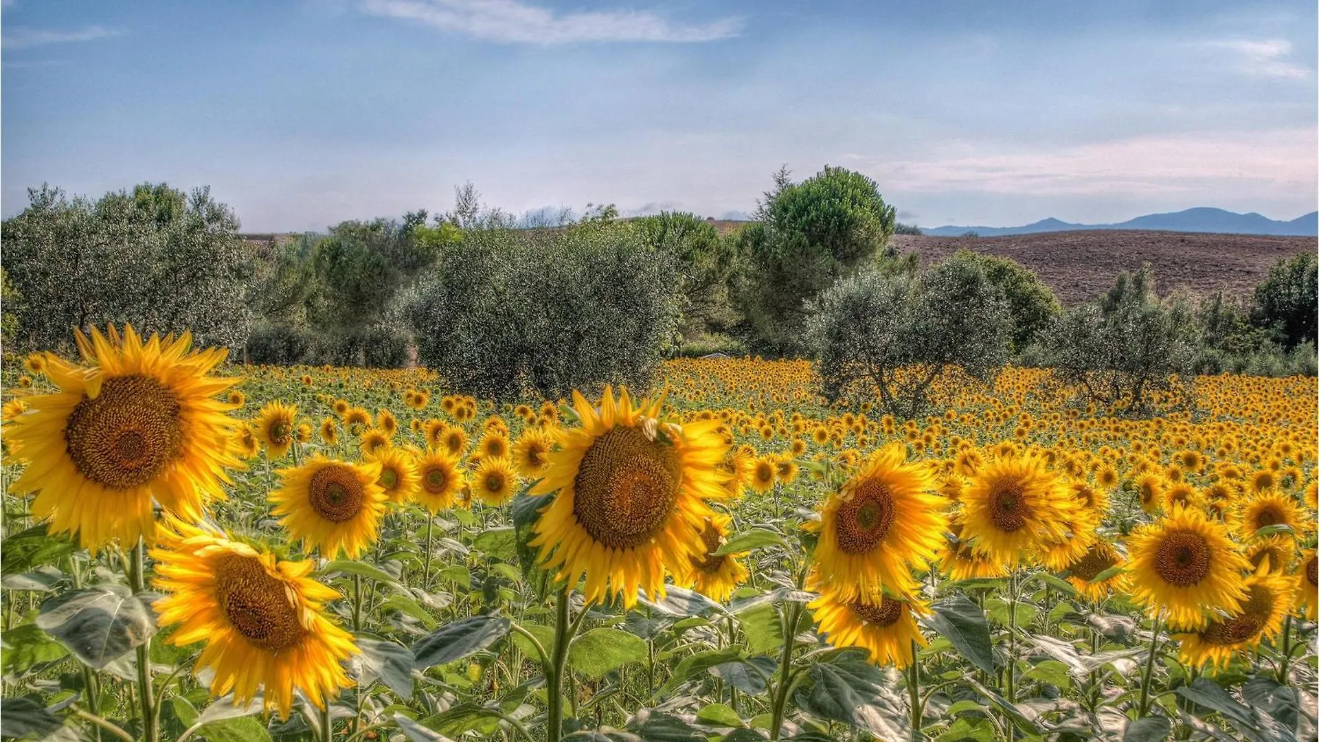 Country House Il Carraio Orentano 0*,  Italy